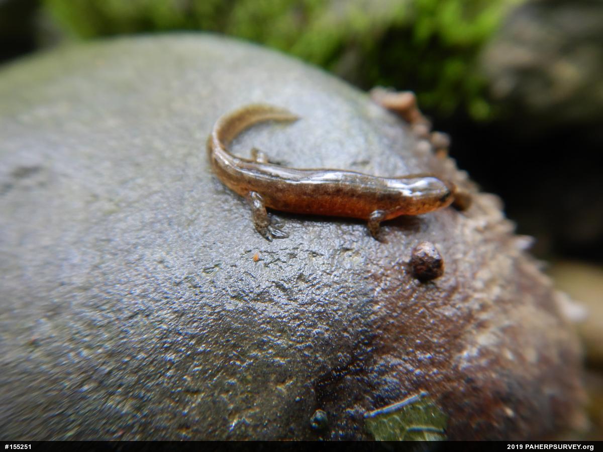 Northern Dusky Salamander