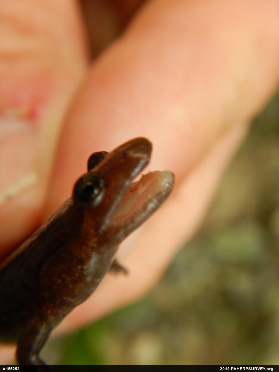 Allegheny Mountain Dusky Salamander