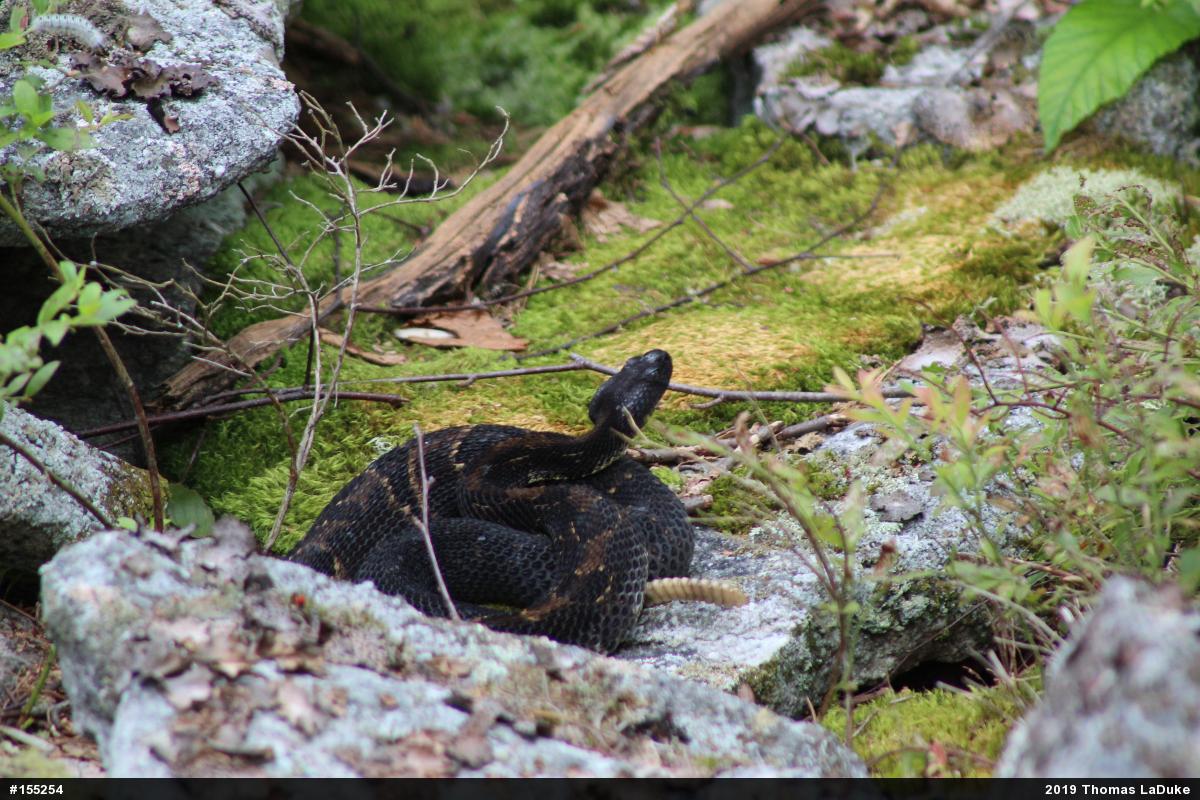 Timber Rattlesnake