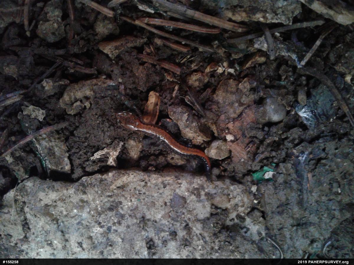 Eastern Red-backed  Salamander
