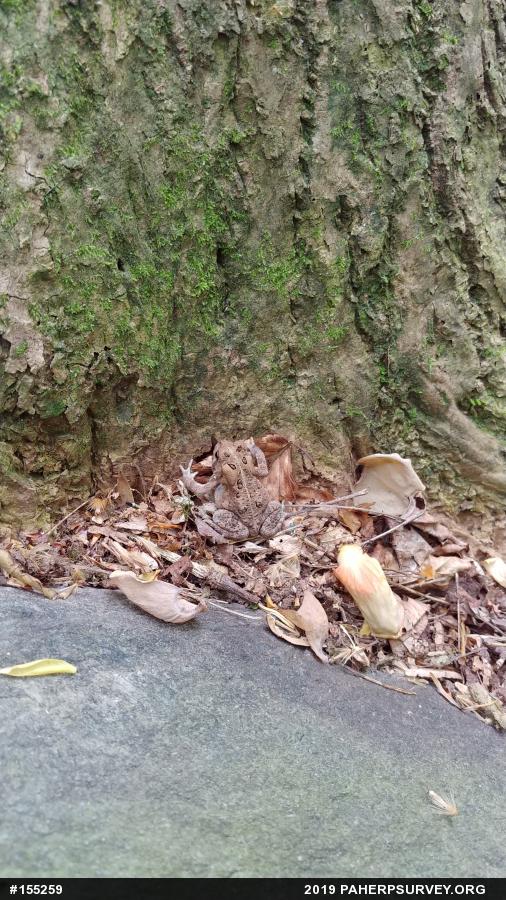 Eastern American Toad
