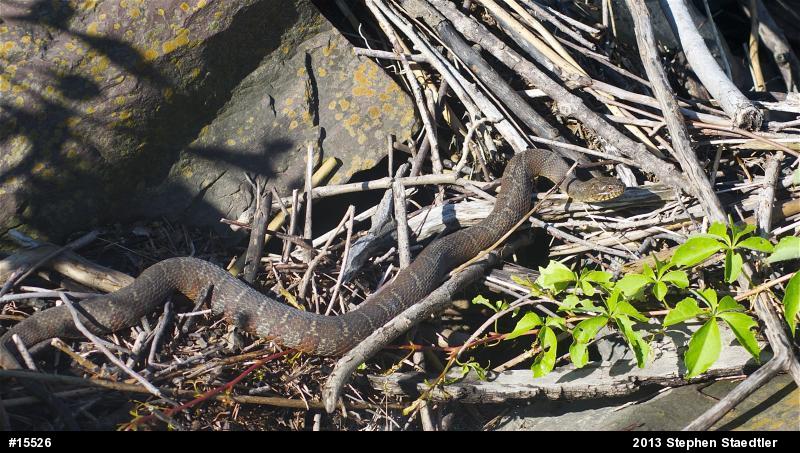 Northern Watersnake