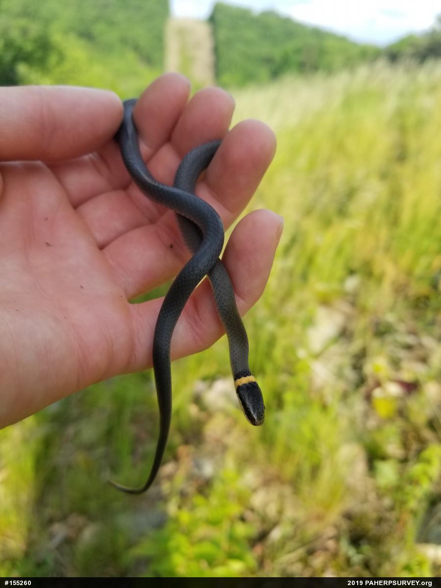 Northern Ring-necked Snake