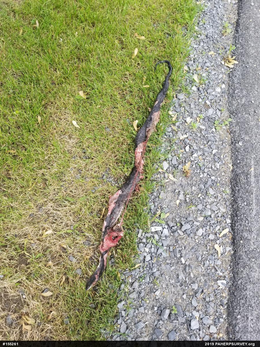 Eastern Ratsnake