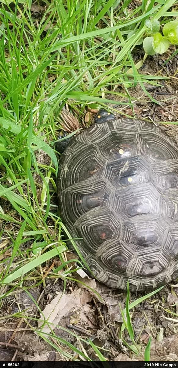 Spotted Turtle