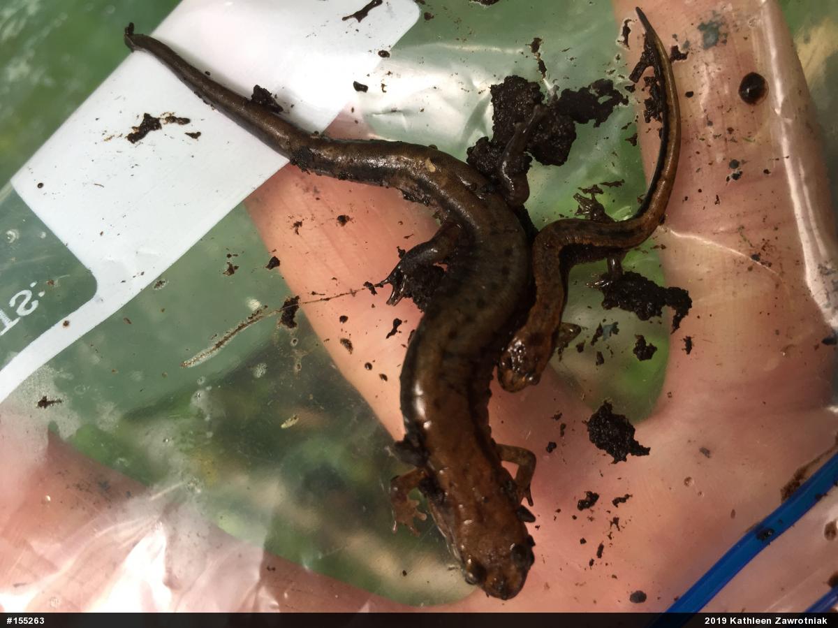 Allegheny Mountain Dusky Salamander