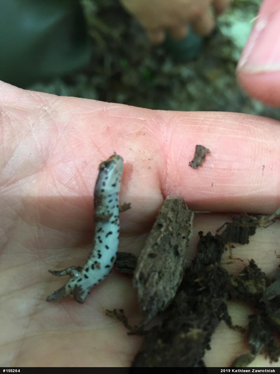 Four-toed Salamander