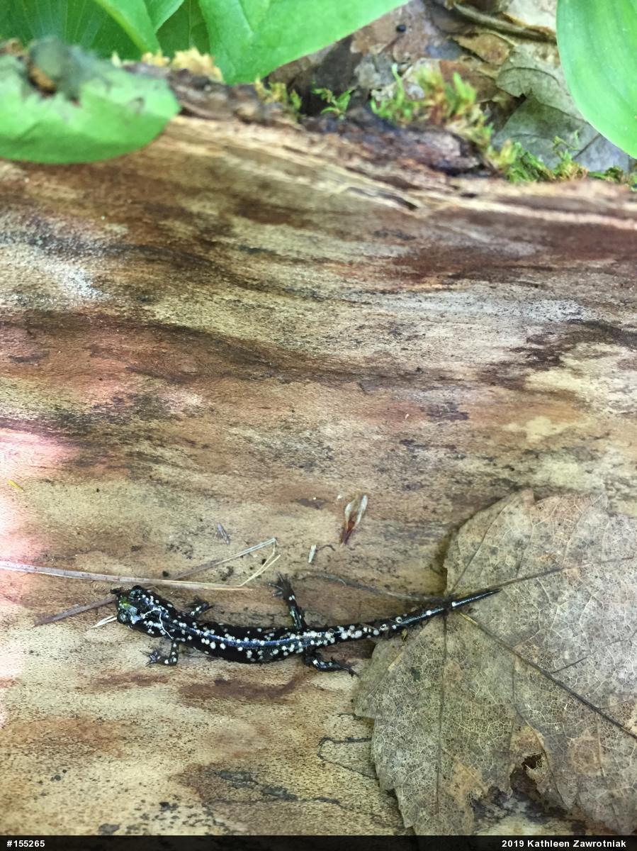 Northern Slimy Salamander
