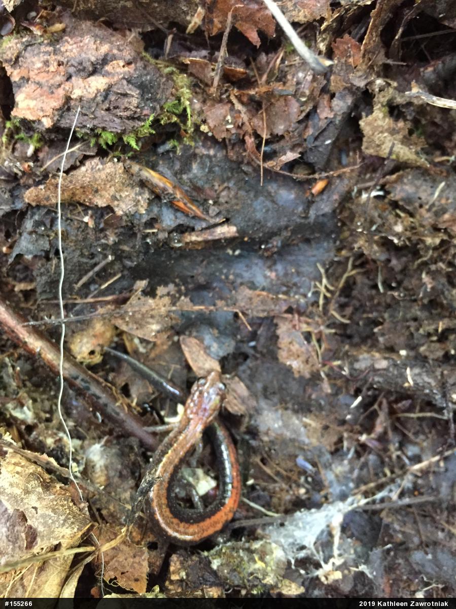 Eastern Red-backed  Salamander