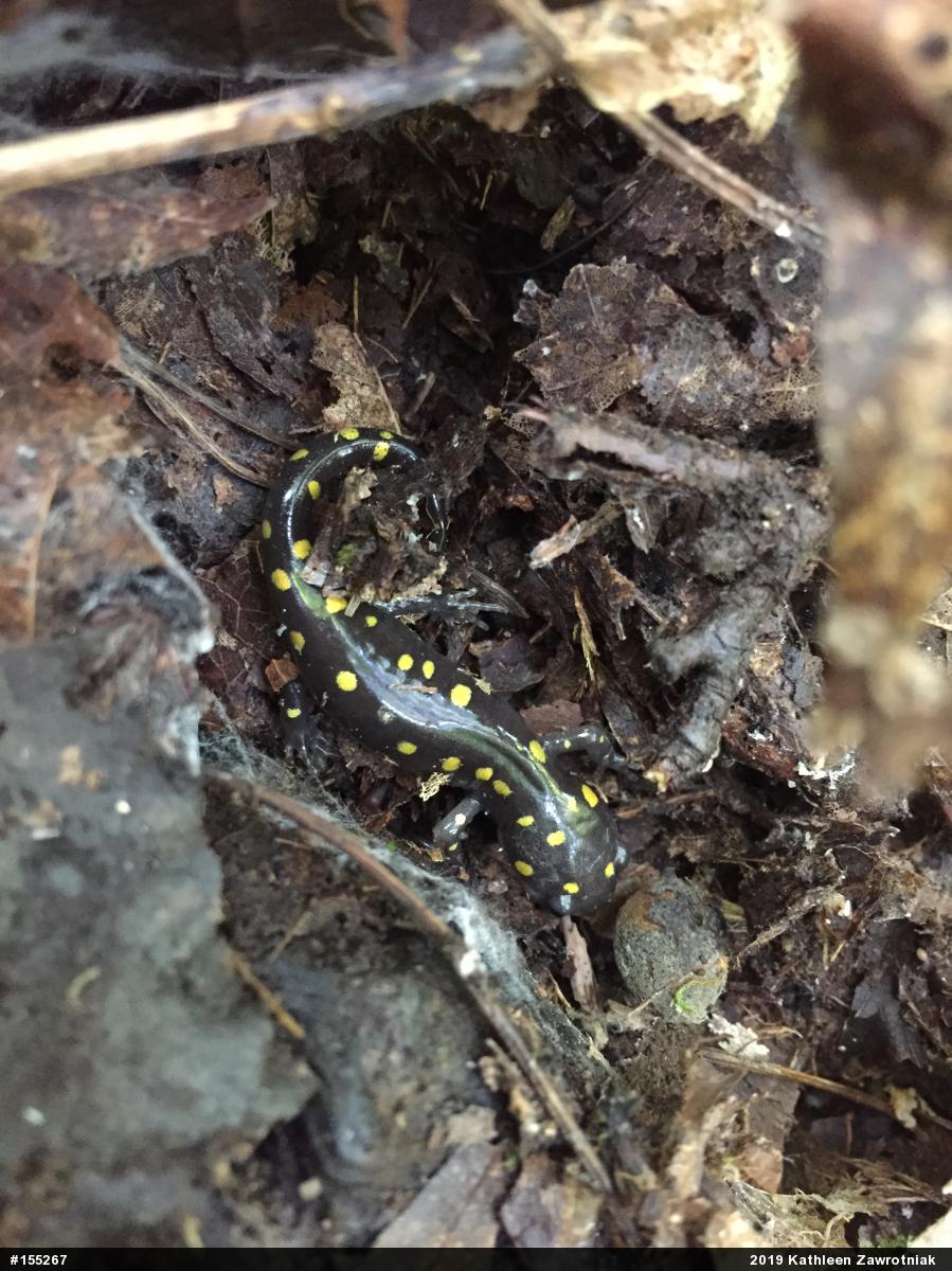 Spotted Salamander