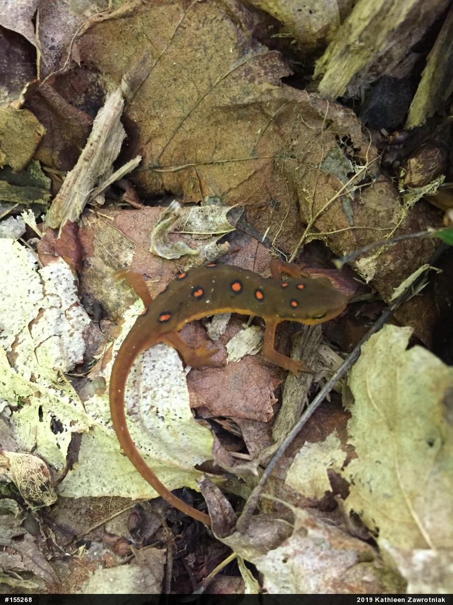 Red-spotted Newt