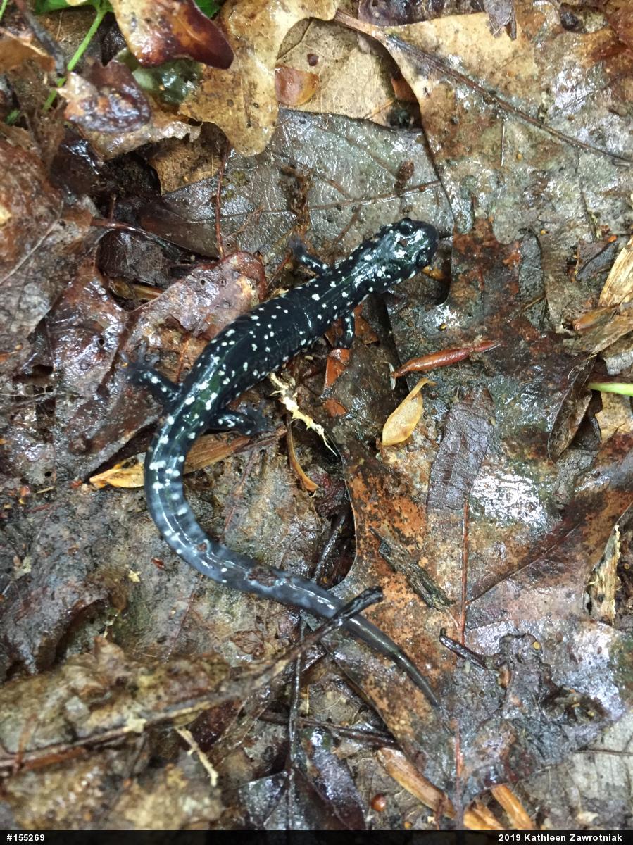Northern Slimy Salamander