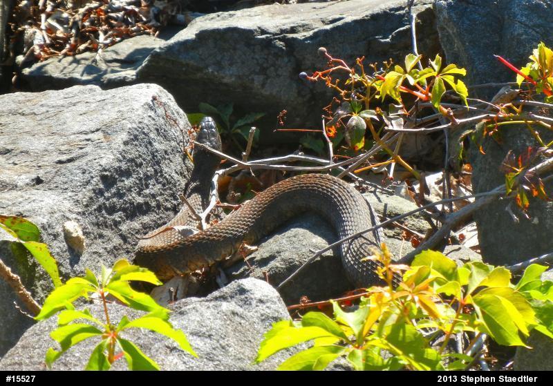 Northern Watersnake