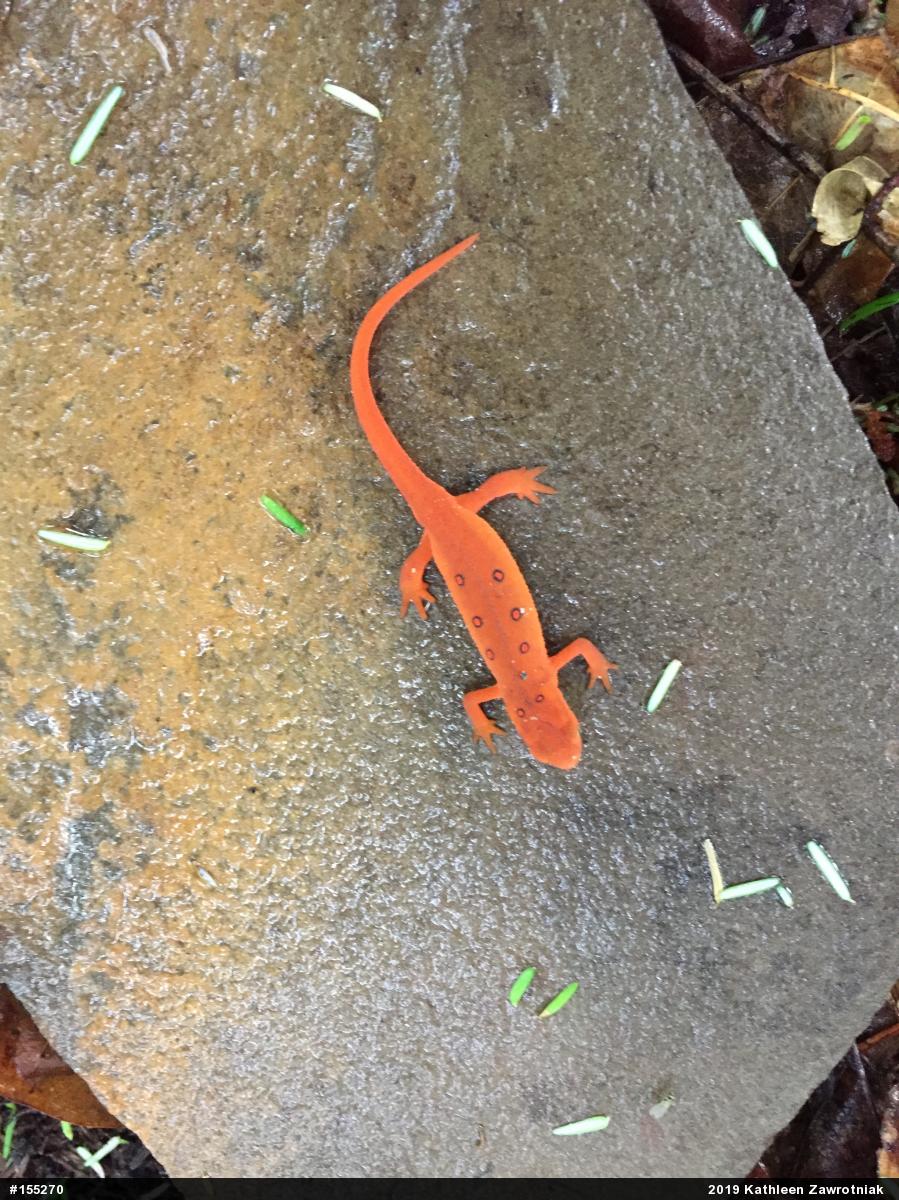 Red-spotted Newt