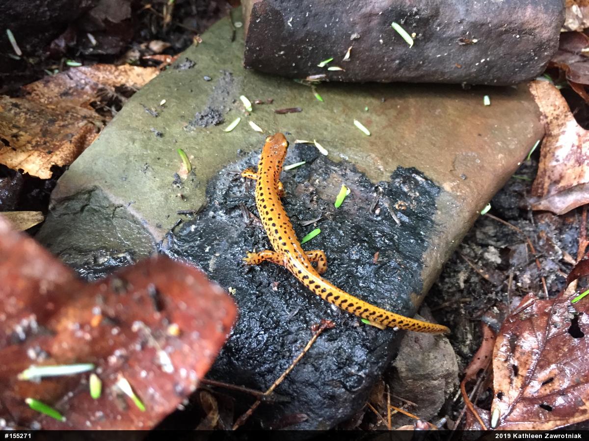 Eastern Long-tailed Salamander