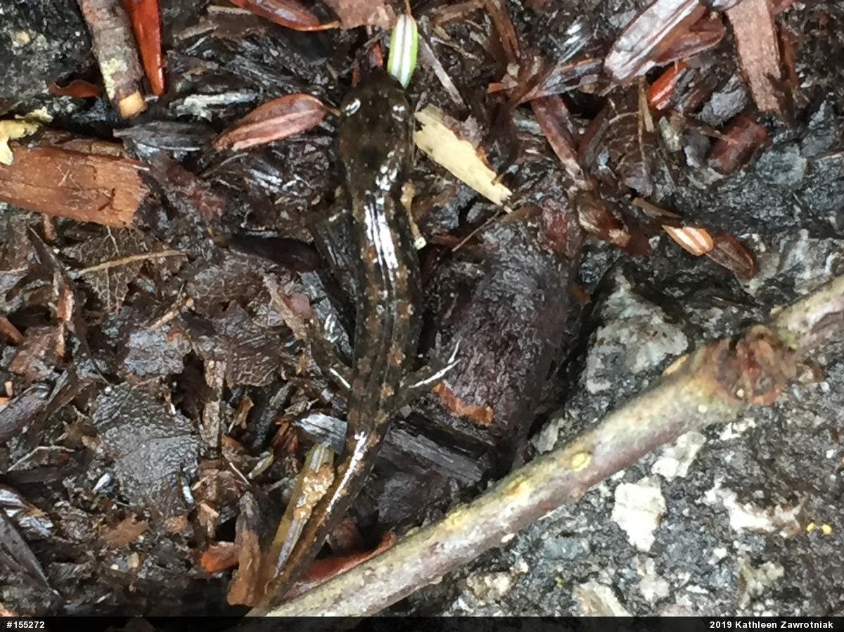 Seal Salamander