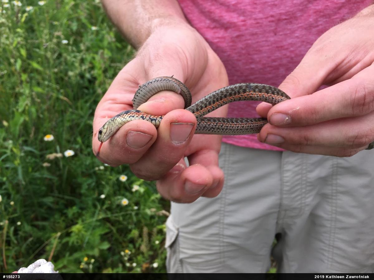Eastern Gartersnake
