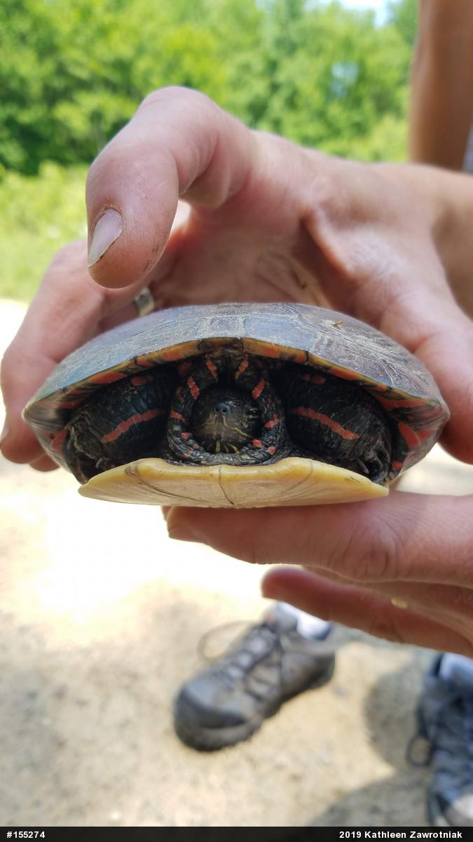 Painted Turtle