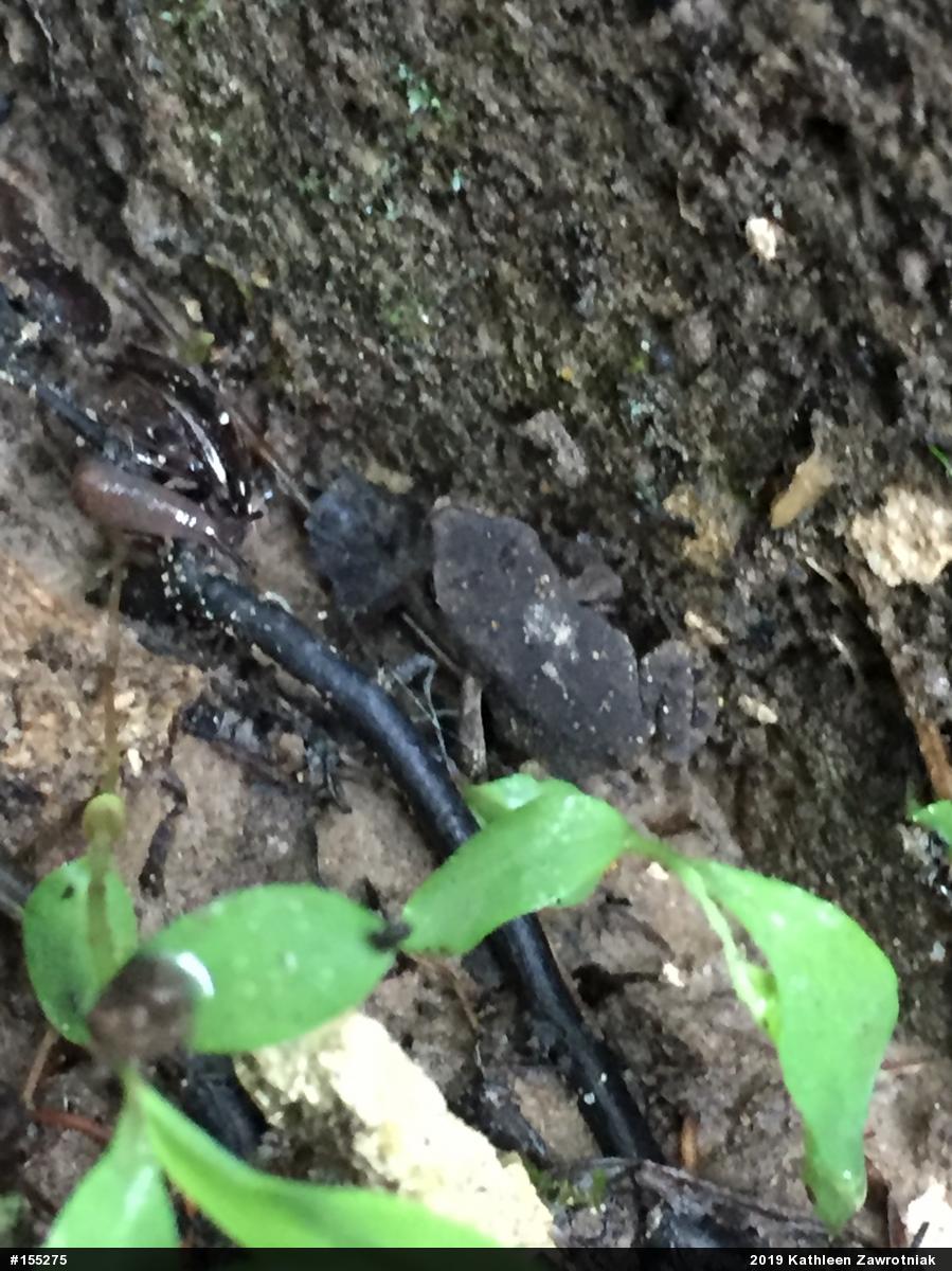 Eastern American Toad