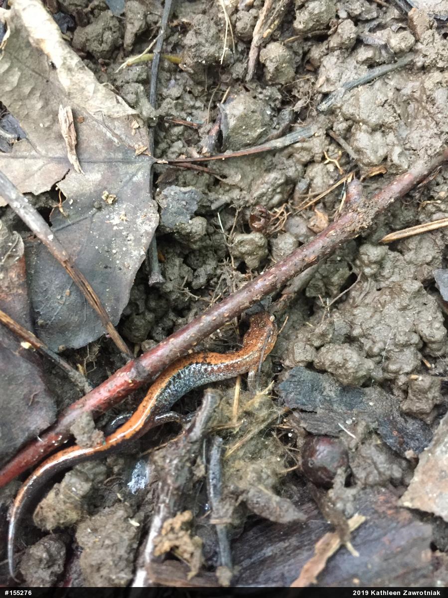 Eastern Red-backed  Salamander