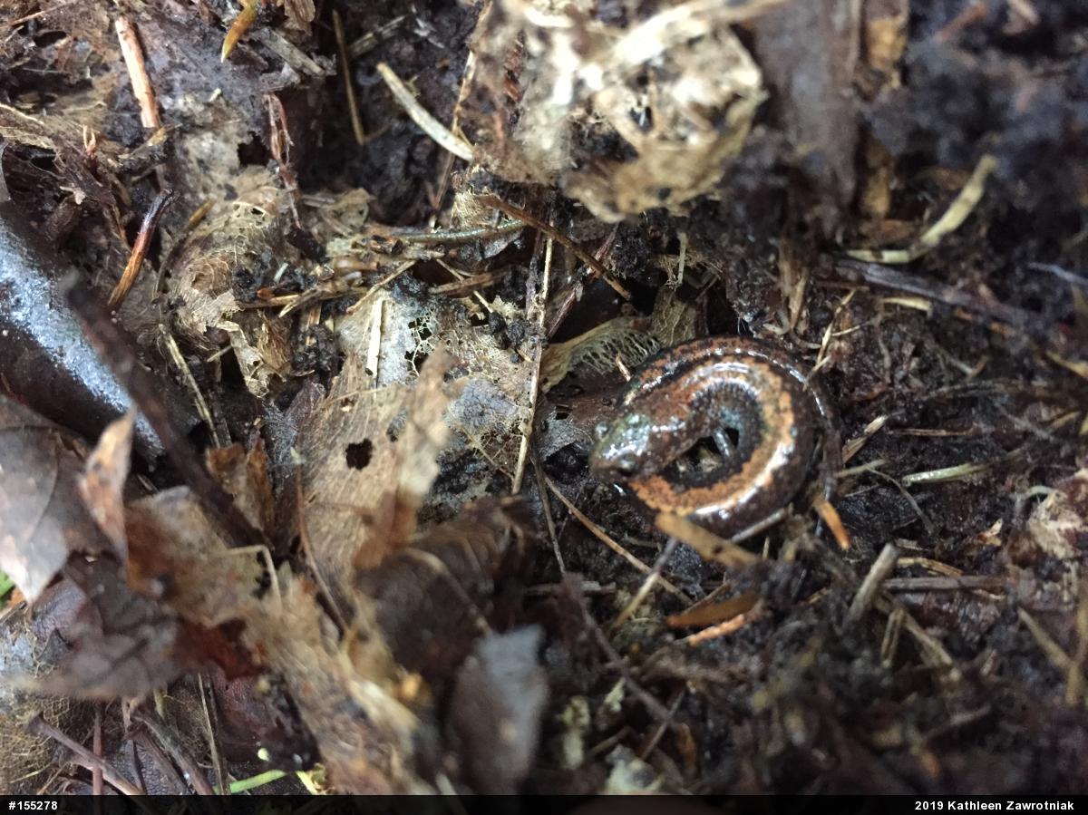 Eastern Red-backed  Salamander