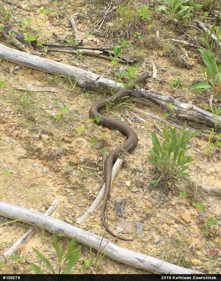 Northern Watersnake