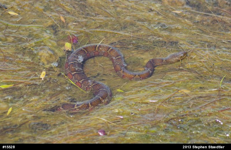 Northern Watersnake
