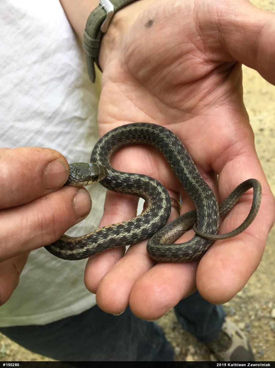 Eastern Gartersnake