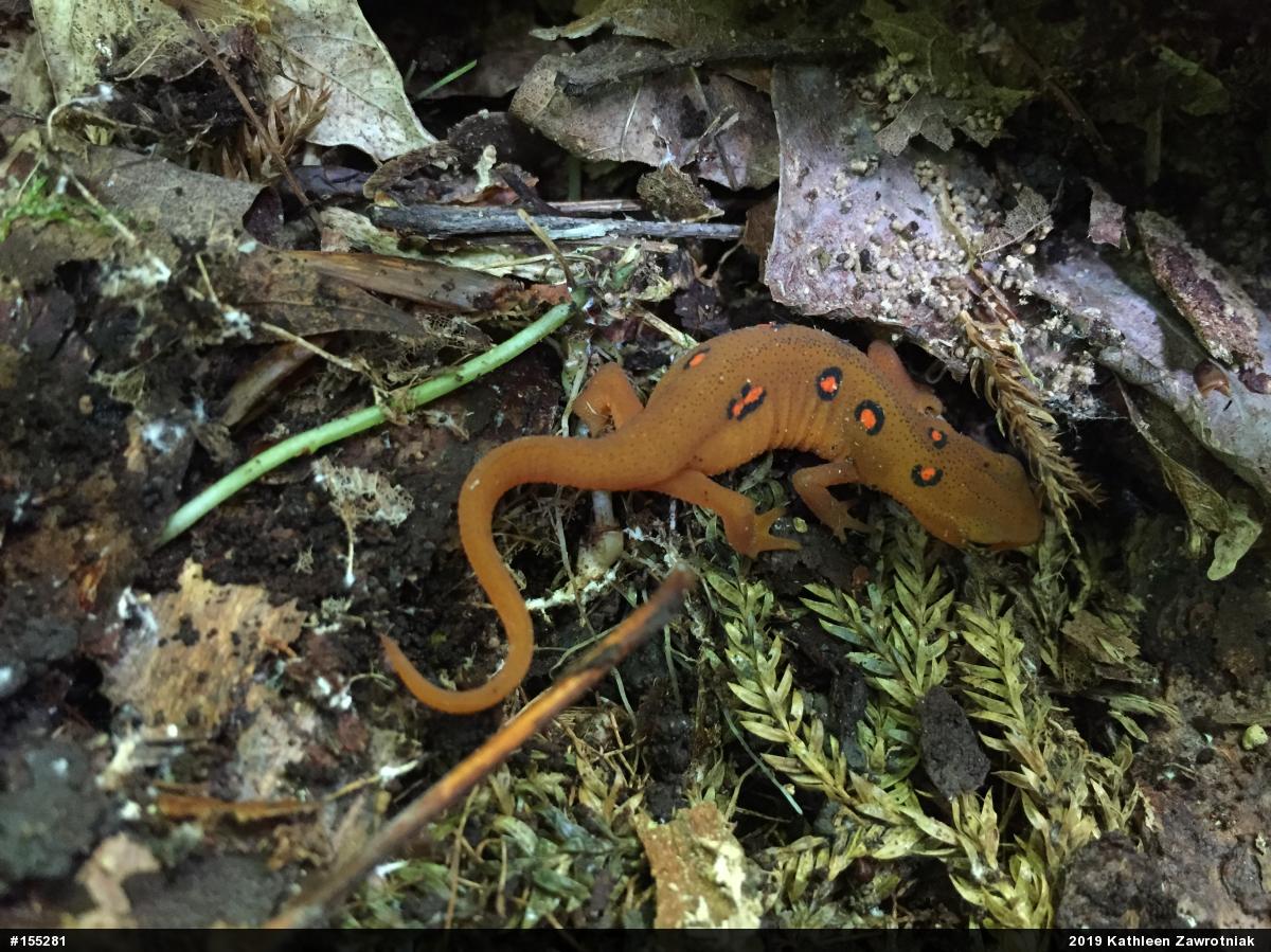 Red-spotted Newt