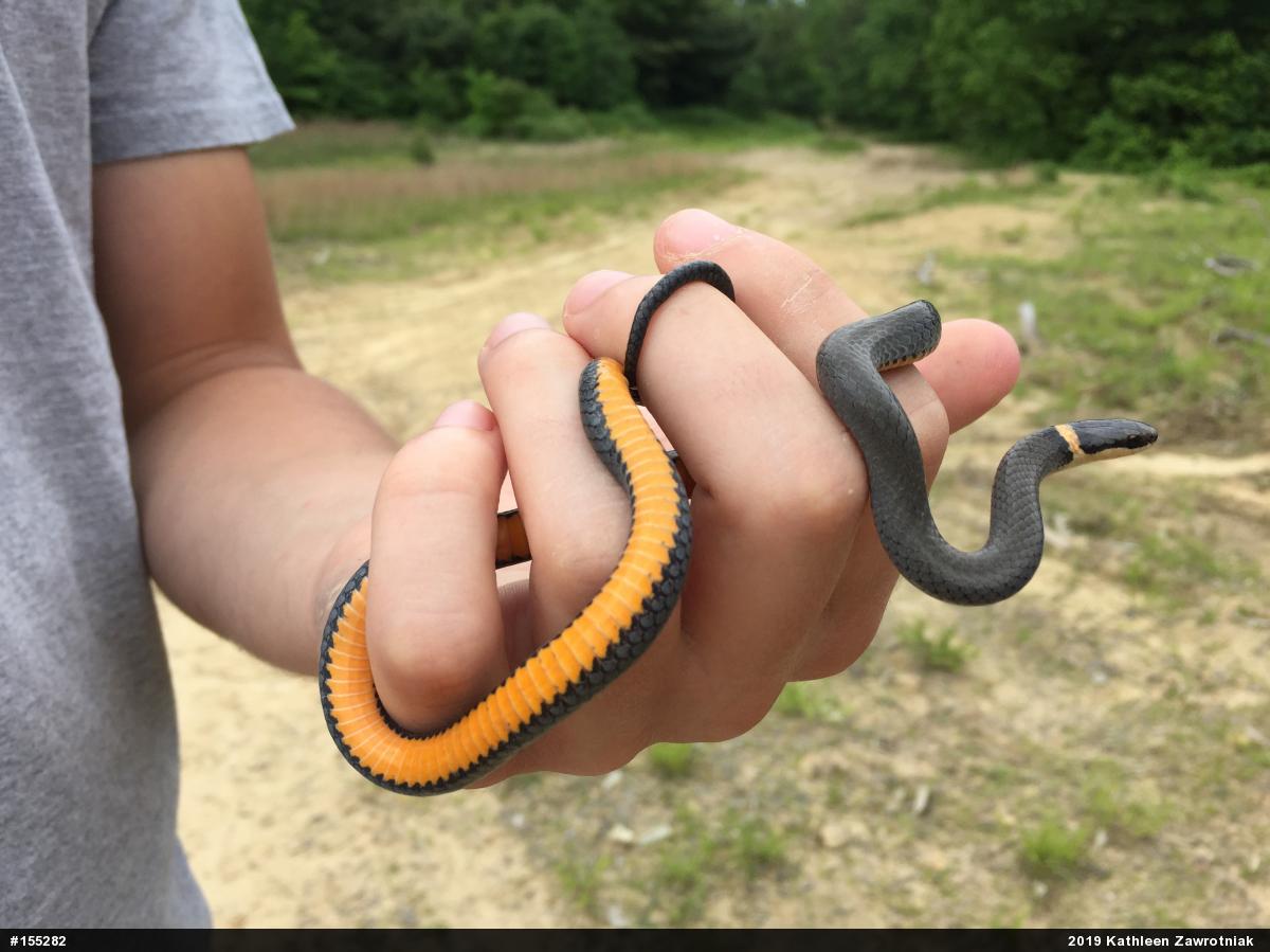 Northern Ring-necked Snake