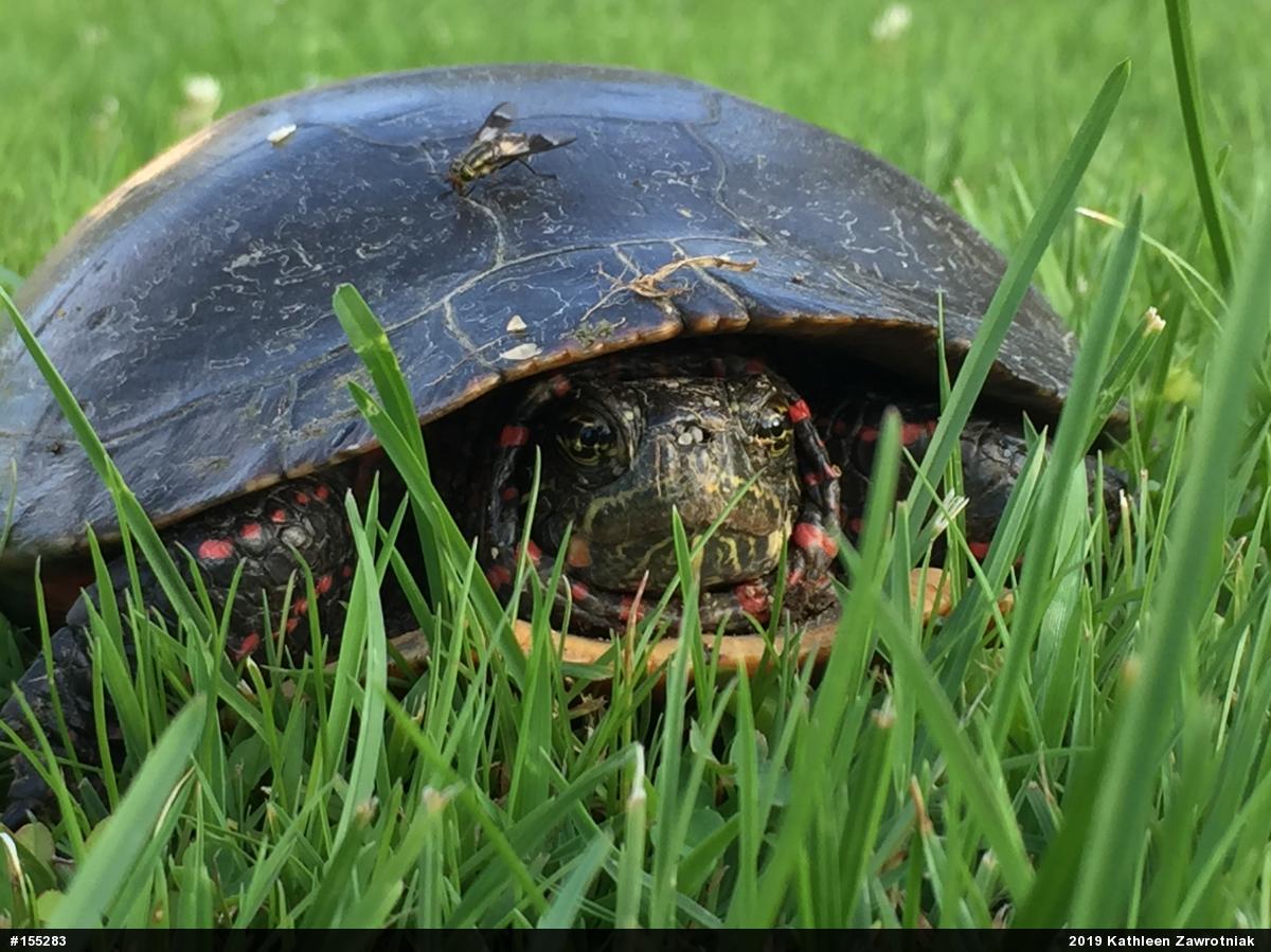 Midland Painted Turtle