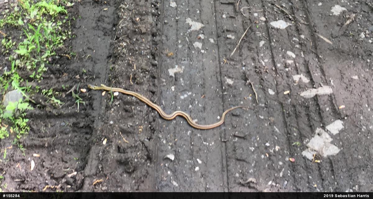 Eastern Gartersnake