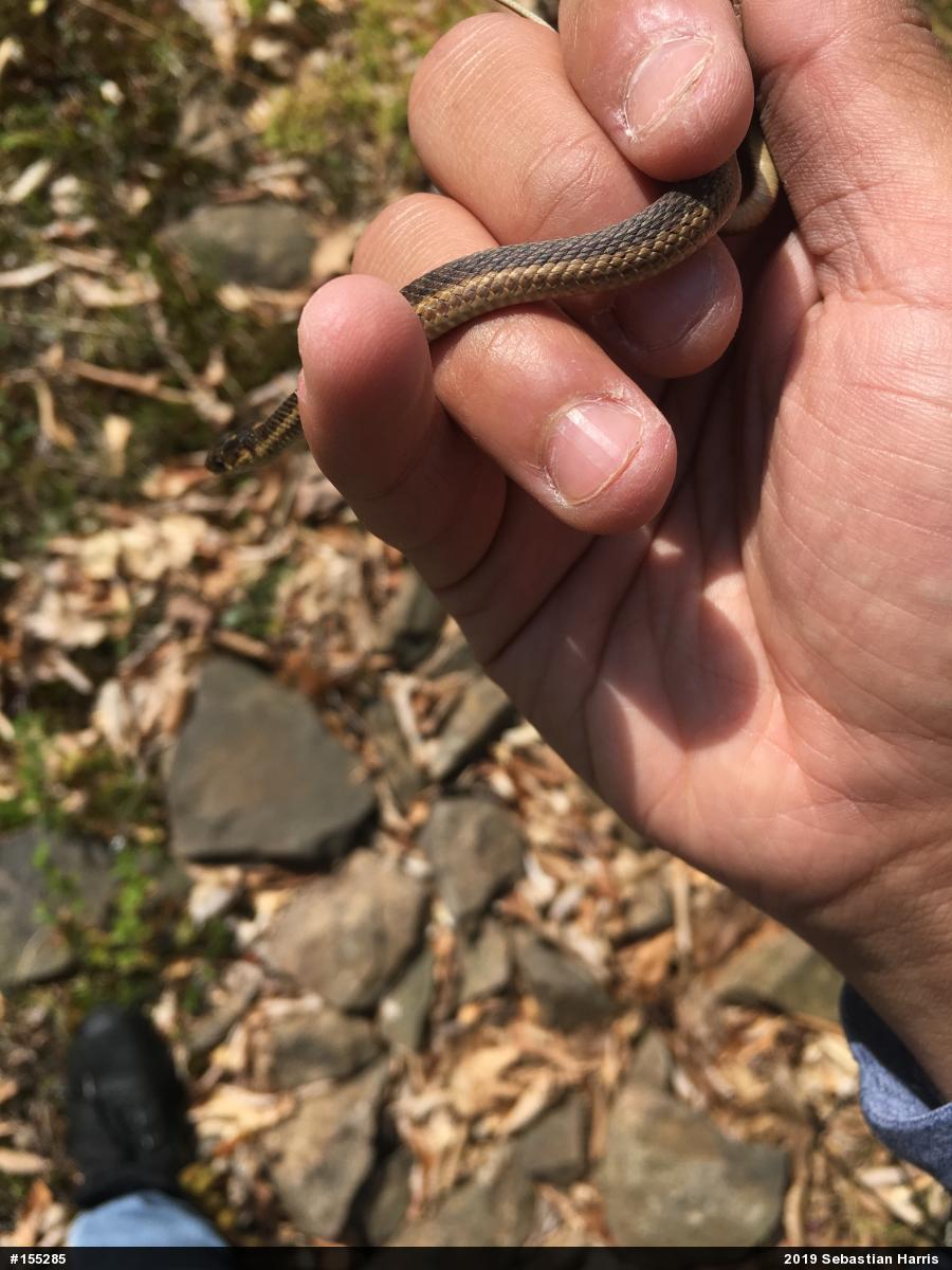 Eastern Gartersnake