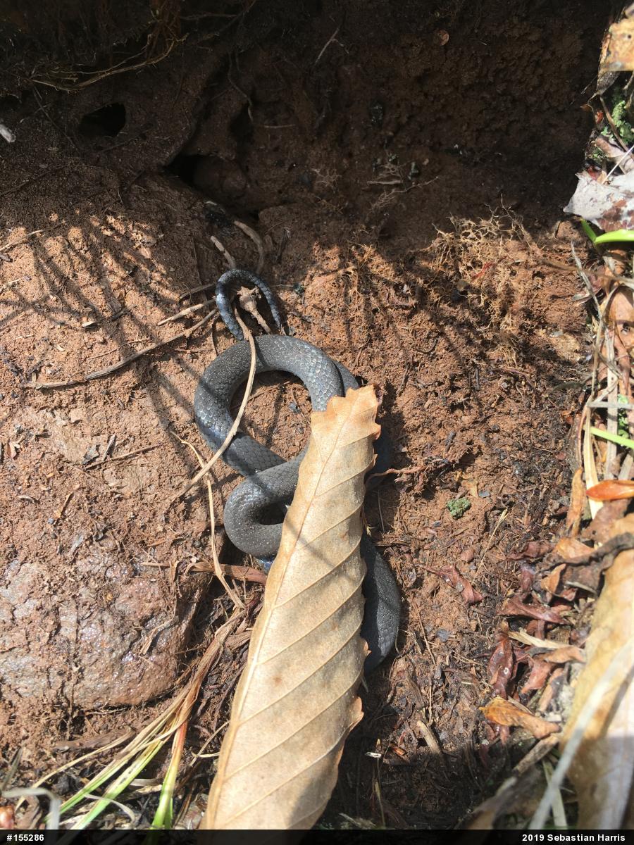 Northern Ring-necked Snake