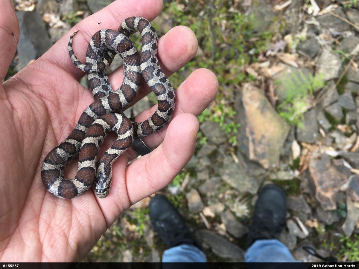Eastern Milksnake