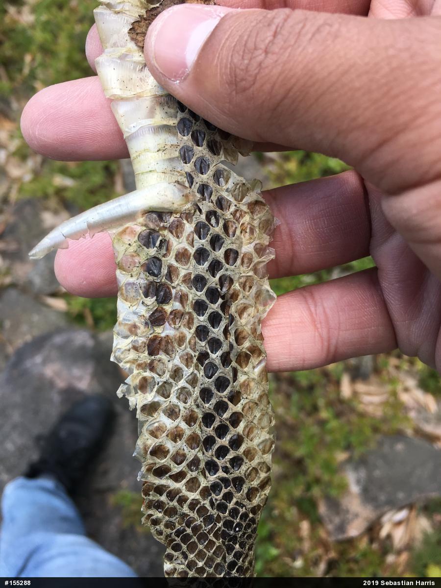 Eastern Gartersnake
