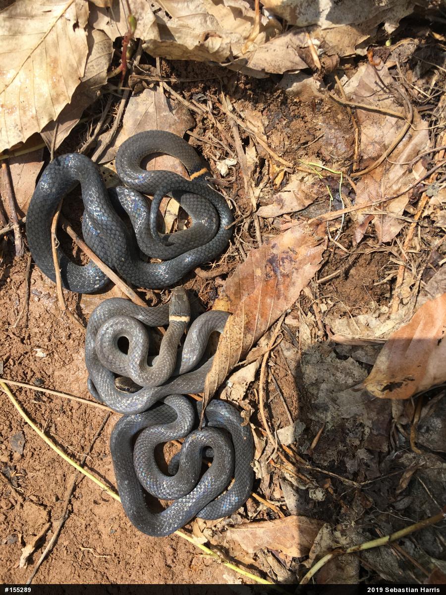 Northern Ring-necked Snake
