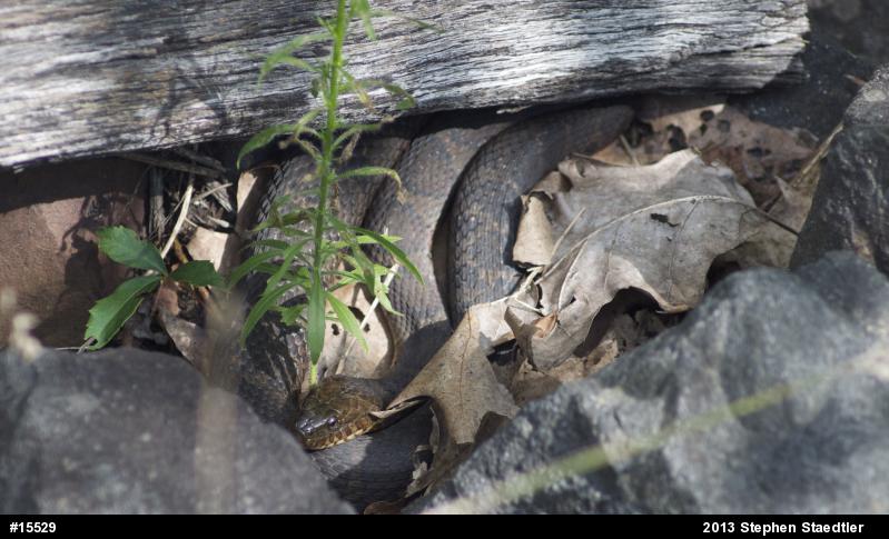 Northern Watersnake