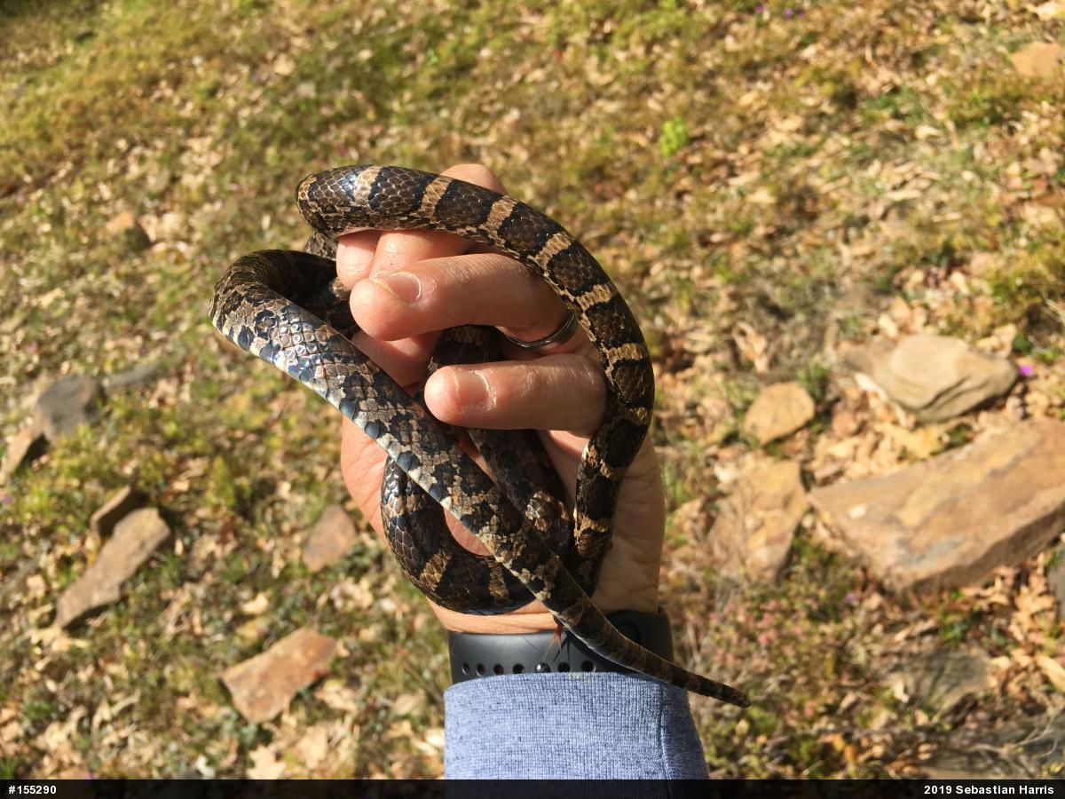 Eastern Milksnake