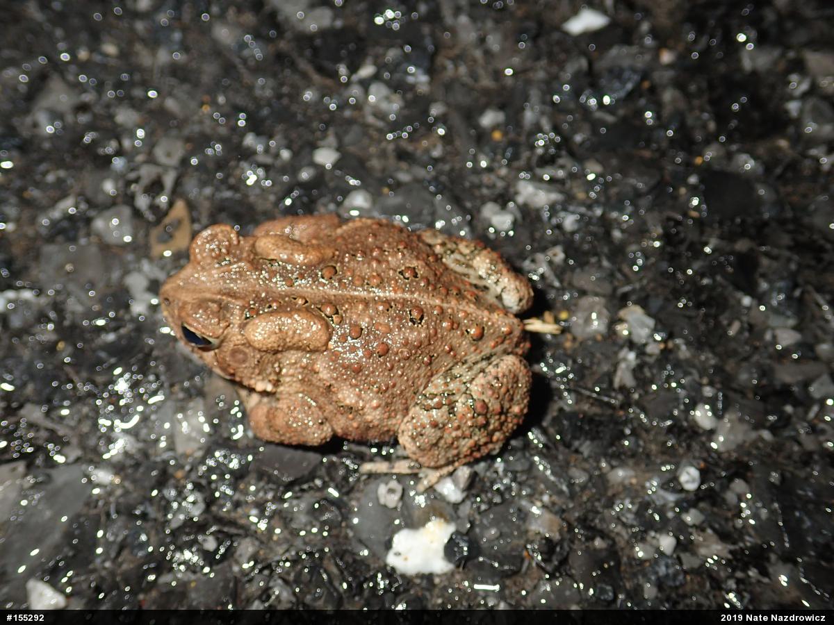 Eastern American Toad