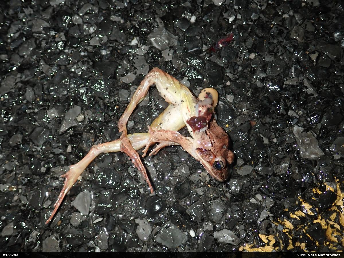 Wood Frog