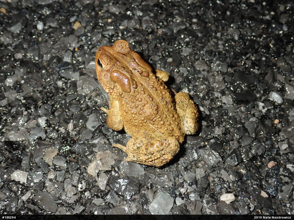 Eastern American Toad