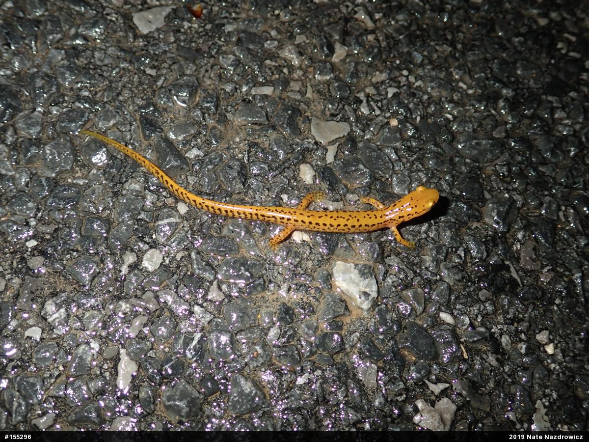 Eastern Long-tailed Salamander