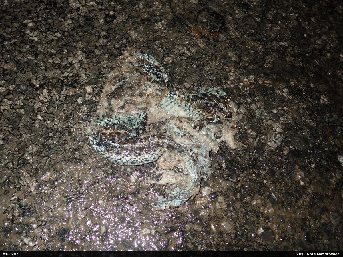 Eastern Gartersnake