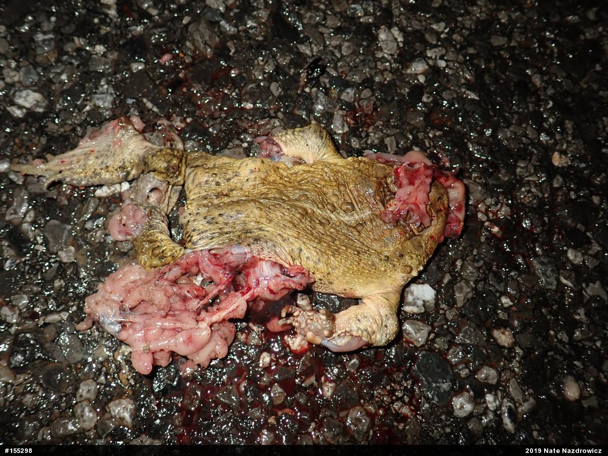 Eastern American Toad