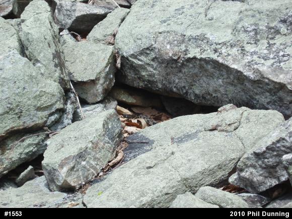 Timber Rattlesnake