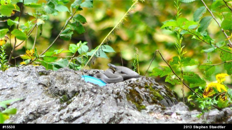 Northern Watersnake