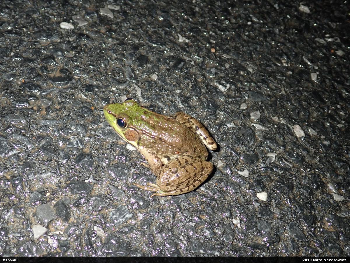Green Frog