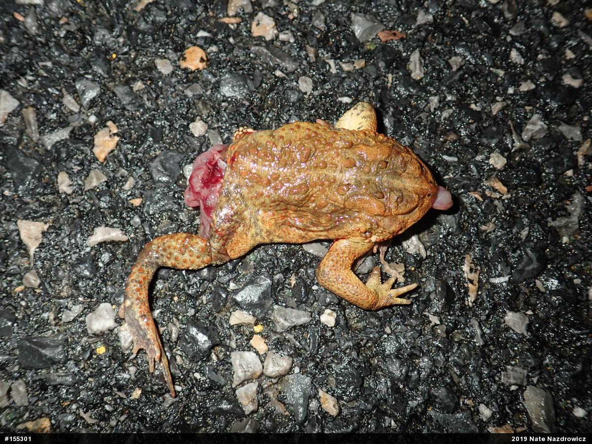 Eastern American Toad