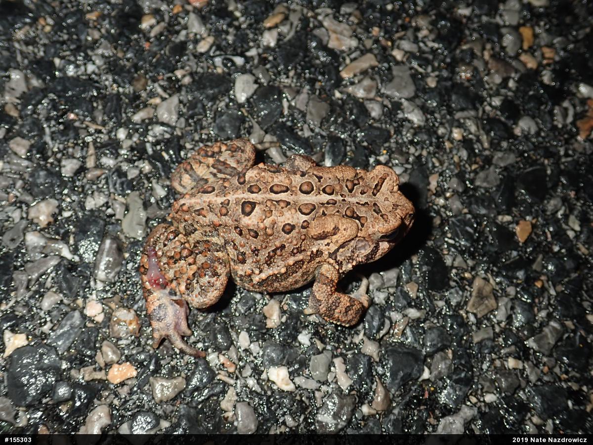 Eastern American Toad